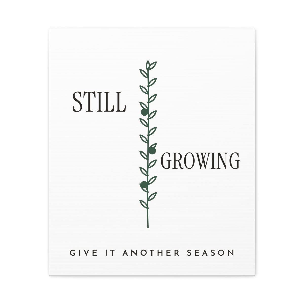 Still Growing Olive Branch, printed on a canvas in White