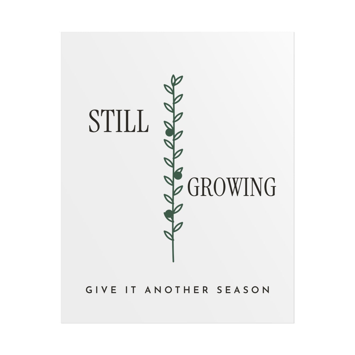 Still Growing Olive Branch, printed on a poster in White